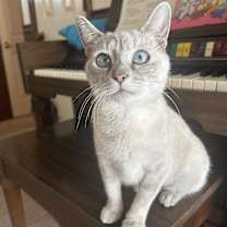 Thumbnail photo of Sarabi #4