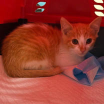 Thumbnail photo of Cappuccino #3