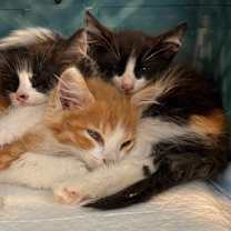 Thumbnail photo of Cappuccino #4