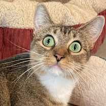 Thumbnail photo of Fern #2