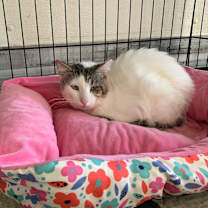 Thumbnail photo of MC4403/Tsunami #1