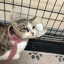 Thumbnail photo of Star #2