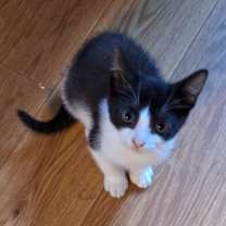 Thumbnail photo of Orca Ainsley-HA #2