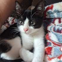 Thumbnail photo of Orca Ainsley-HA #4