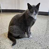 adopt-pet