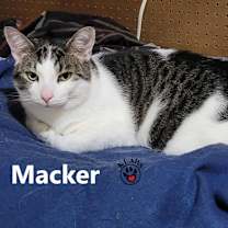 Thumbnail photo of Macker #3
