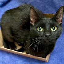 adopt-pet