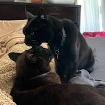 Thumbnail photo of Tiger #1