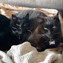 Thumbnail photo of Tiger #3