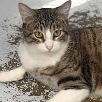 Thumbnail photo of Marvin 25 #1