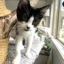 Thumbnail photo of Willow #1