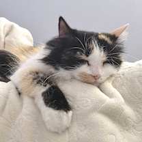 Thumbnail photo of Willow #2