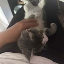 Thumbnail photo of Hansel #2