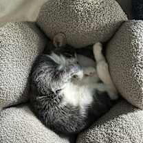 Thumbnail photo of Gretel #1