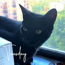 Thumbnail photo of Rajah #2