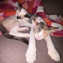 Thumbnail photo of Pepper #4