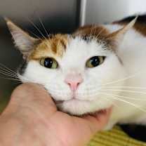 Thumbnail photo of Poppy #3