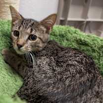 Thumbnail photo of Briana #4