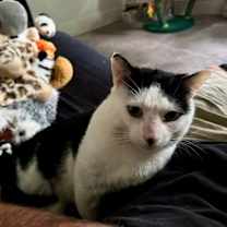 Thumbnail photo of Bonsai #2