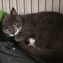 Thumbnail photo of Ash #1