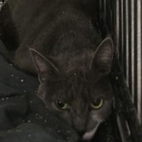 Thumbnail photo of Ash #2