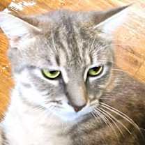 Thumbnail photo of Ray of Sunshine #3