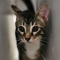 Thumbnail photo of Riley - Petsmart Plantation #3