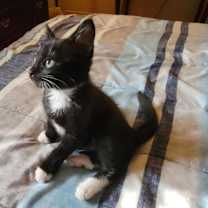 Thumbnail photo of Tink #1