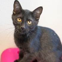 Thumbnail photo of Tigger #1