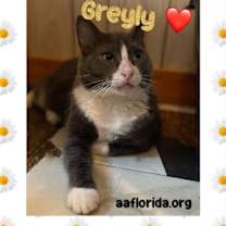 Thumbnail photo of Greyly #1