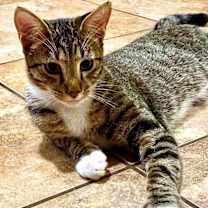 Thumbnail photo of Kevin ⭐️PROMOTION⭐️ Minions Litter #1