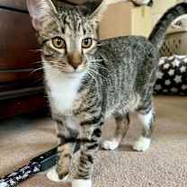 Thumbnail photo of Kevin ⭐️PROMOTION⭐️ Minions Litter #2