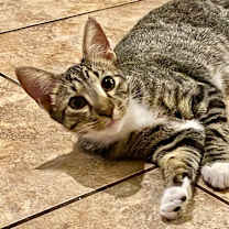 Thumbnail photo of Kevin ⭐️PROMOTION⭐️ Minions Litter #3