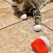 Thumbnail photo of Kevin ⭐️PROMOTION⭐️ Minions Litter #4