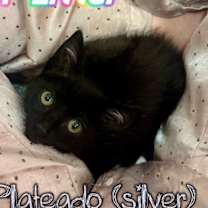 Thumbnail photo of Plateado #1