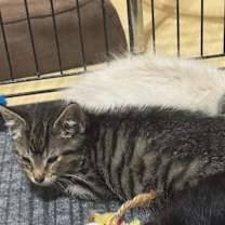 Thumbnail photo of Scooby #2