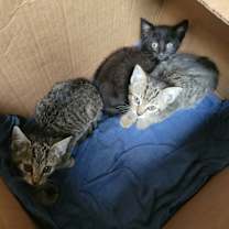 Thumbnail photo of Plateado #2