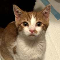 Thumbnail photo of Jasper #2