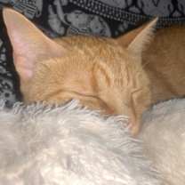 Thumbnail photo of Minina #1