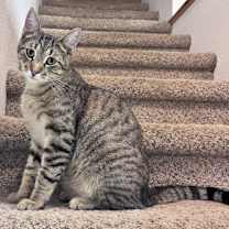 Thumbnail photo of Cedric Diggory #1