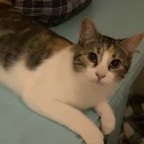 Thumbnail photo of Foofa #1