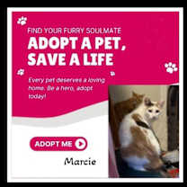 Thumbnail photo of Marcie Purrrsistently Charming #1