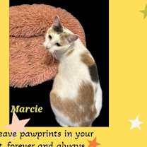 Thumbnail photo of Marcie Purrrsistently Charming #2