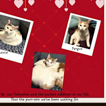 Thumbnail photo of Marcie Purrrsistently Charming #4