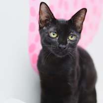 Thumbnail photo of Agua Fresca #4