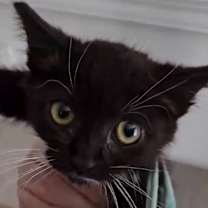 Thumbnail photo of Lilac #3