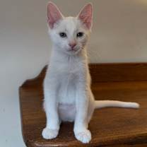 Thumbnail photo of Boo (k2025) #4