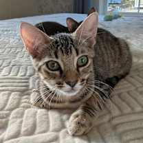 Thumbnail photo of Speedy #4