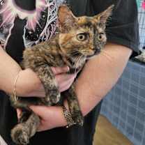 Thumbnail photo of Millie #2