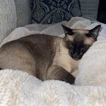 Thumbnail photo of Remi #3